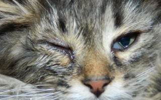 Уреаплазмоз – опасное бактериальное заболевание у кошек и собак