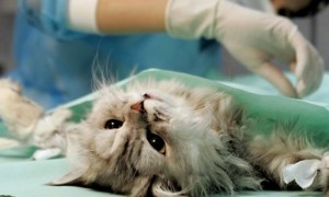 Почему кот вздрагивает. Кошка дрожит после стерилизации