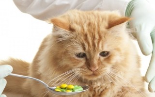 Как правильно дать кошке лекарство из шприца. Простые и полезные советы, как дать коту таблетку. Наиболее эффективные способы дать коту таблетку