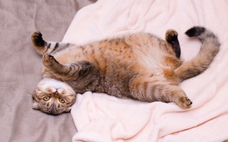 Что обозначают позы кошек. Кошка спит на спине: наблюдаем за животным и изучаем