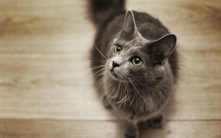 Нибелунг 🐈 фото кошки, история и описание породы, характер, уход