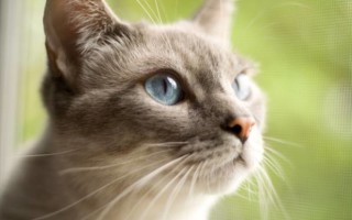 Карцинома у кошки: разновидности страшной патологии