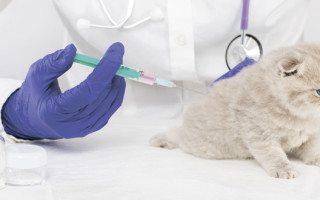 Уход за котенком-британцем прививки питание