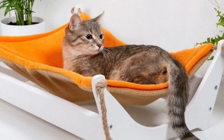 Как ухаживать за котенком до полугода в домашних условиях
