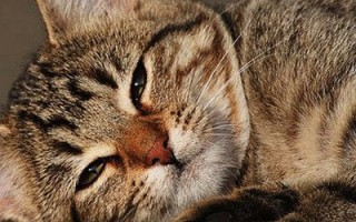 Симптомы и лечение обезвоживания у кота в домашних условиях. Обезвоживание у кошки что делать в домашних условиях: симптомы и лечение