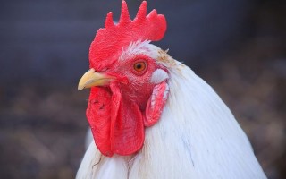 Чем кормить цыплят-бройлеров – рацион по неделям – Общая информация