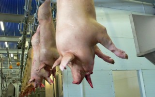 Все о забое свиней в домашних условиях: как правильно зарезать поросенка