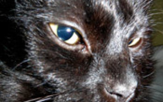 Породы черных кошек. Фото и описание
