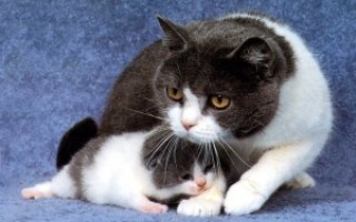 Как часто кошки беременеют
