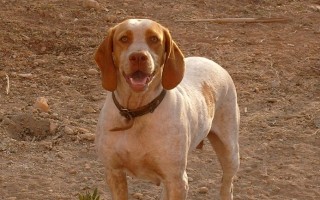 Каталбурун: описание породы собак