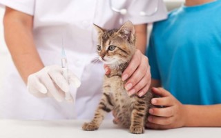 Как сделать укол кошке Правила введения подкожных и внутримышечных иньекций