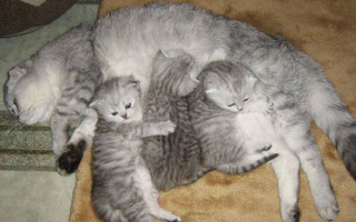 Чем кормить шотландскую прямоухую кошку?