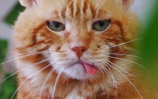 Почему кошка высовывает язык? Заболевания, при которых наблюдается высовывание кончика языка у кошек