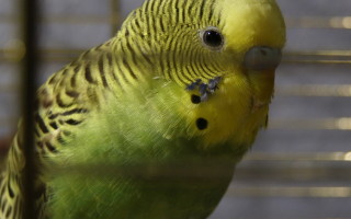 Как загнать попугая в клетку 🚩 как выманить попугая из клетки 🚩 Попугаи и канарейки