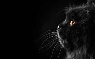 Клички для черных котов и кошек