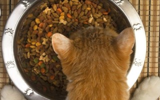 Как отучить кота от сухого корма Вискаса и приучить к нормальной домашней еде