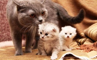 Как помочь кошке при родах и не навредить