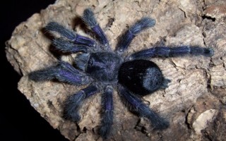 Топ 10 Самые большие пауки в мире