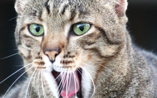Стоматит у кошек (гангренозные и прочие): симптомы и лечение в домашних условиях, эффективные лекарственные препараты, профилактика
