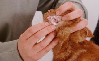Анемия у кошек – первые признаки, особенности проявления и советы по выбору метода лечения (видео   90 фото)