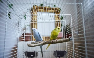 Как самому сделать клетку для попугая — Drugdoma