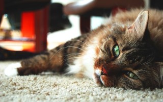 Гастрит у кошек симптомы лечение и профилактика
