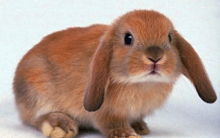 Возраст декоративных кроликов оптимальный для вакцинации