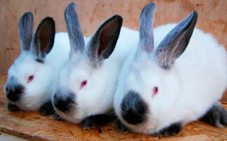 Калифорнийские кролики разведение размножение