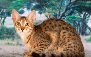 Самые злые породы кошек (фото и видео с описаниями): топ-10 домашних котов которых заводить не стоит
