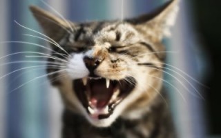Когда меняются зубы у котят особенности смены зубов у разных пород