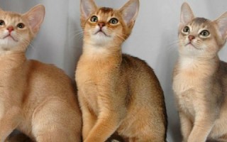 Какие бывают окрасы абиссинских кошек