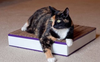 Правила изготовления когтеточки для кошки своими руками