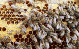 Роение пчел начинающему пчеловоду