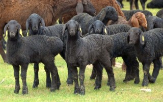 Гиссарская порода овец как перспектива развития прибыльного бизнеса