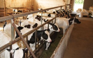 Хлев для скотины: сарай для скота своими руками