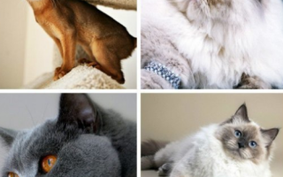 Самые популярные породы кошек ТОП-10