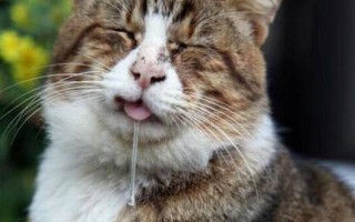 Почему у кота текут слюни изо рта и опасно ли это