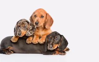 Такса — описание породы собаки от А до Я