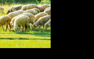 Овцеводство может быть технологичным бизнесом -Агроинвестор