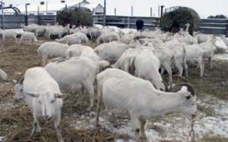 Кормление коз в домашних условиях: рацион в зимний период и виды кормов