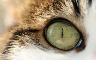 Лимфаденит у кошек: симптомы, диагностика, лечение