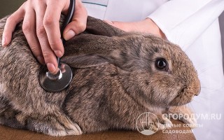 Опухоль у кролика диагностика причины