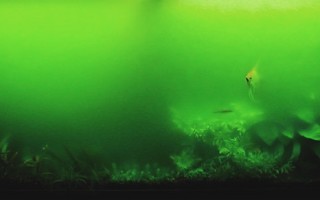 Почему зеленеет вода в аквариуме что делать