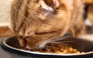Чем можно кормить кастрированного кота