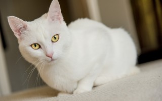 Сколько живут домашние и уличные кошки в зависимомсти от породы