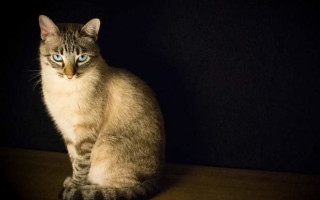 Почему кошка прячется в темные места