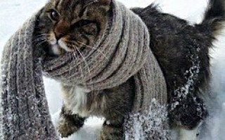 Мерзнут ли кошки зимой на улице