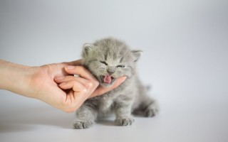 Как вывести глистов у котенка: лечение и профилактика