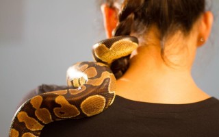 Содержание змей в домашних условиях
