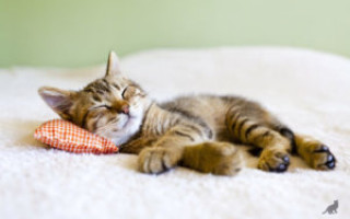Сколько кошки спят? Примерная норма сна домашнего любимца